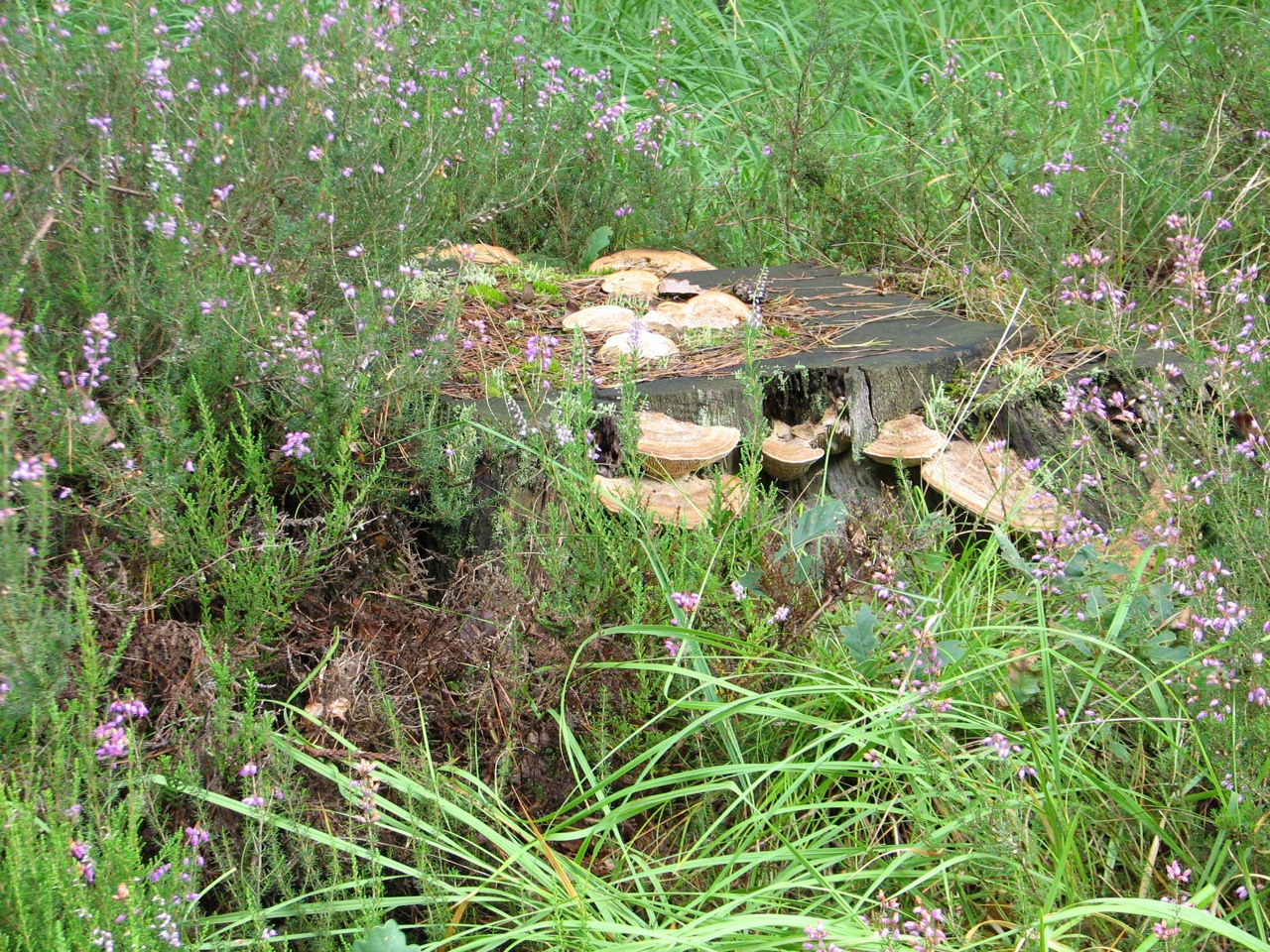 2011 09 04 Sortie Myco Croix Pater 17